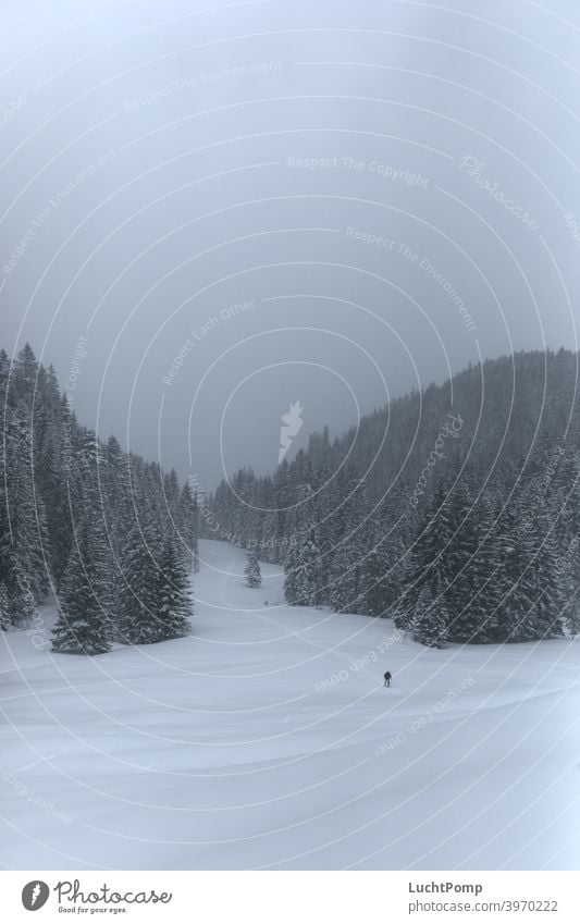 Skier walks through lonely snowy landscape Snow Loneliness Lonely Ski tour go on tour tourers Spruce forest Forest fir forest snow-covered trees snowed in hike