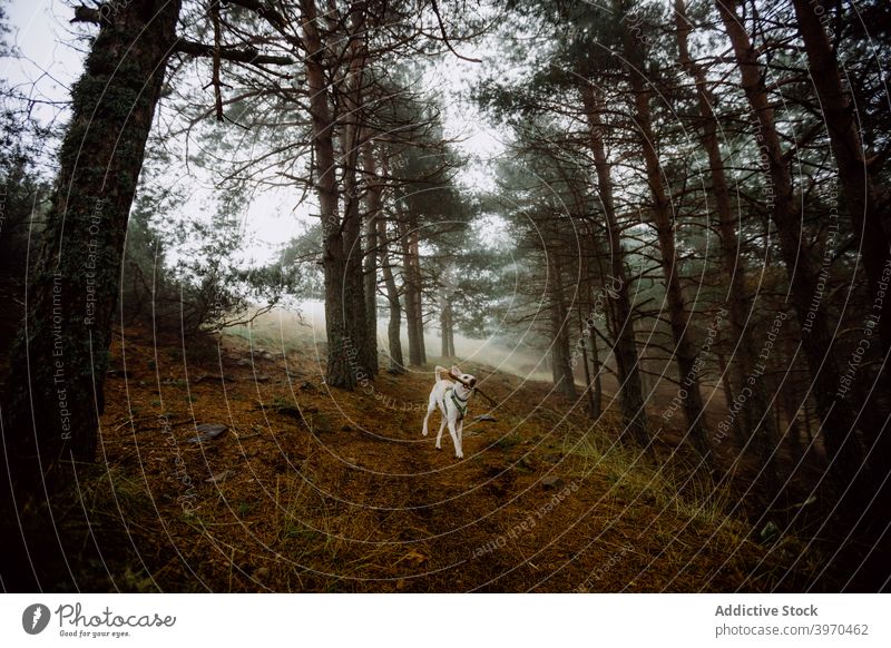 Dog with stick in forest dog play animal woods walk fog playful gloomy path wooden white mist woodland pathway nature tall tree landscape canine pet season haze