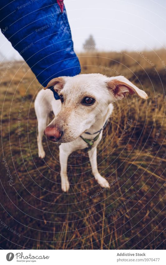 Dog with cropped anonymous owner dog give obedient loyal friendly animal pet nature white fluff stroll domestic together canine companion mammal creature puppy