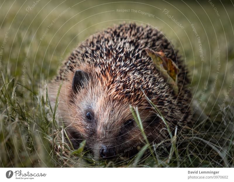 A wild hedgehog sits in the grass Hedgehog hedgehog heads Baby hedgehog Grass Nature Animal Animal portrait animals Cute cute animals Moody pretty Wild animal