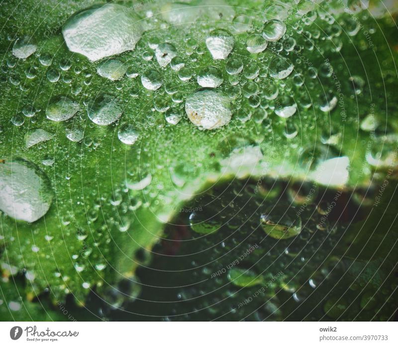 Irrigation Leaf Drops of water Plant Rain Glittering Nature Environment Illuminate Wet Near Small Many Green Idyll Fine Rachis pretty Fresh Fluid Round Calm