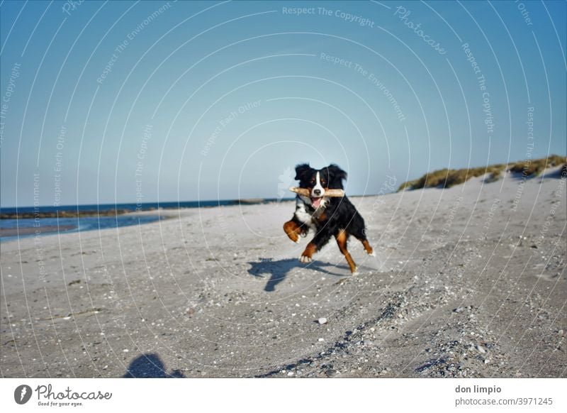 Bernard mountain dog with broken tusks Bernard Mountain Dog Sprint Flying Exterior shot Pet Animal portrait Copy Space top Colour photo Deserted