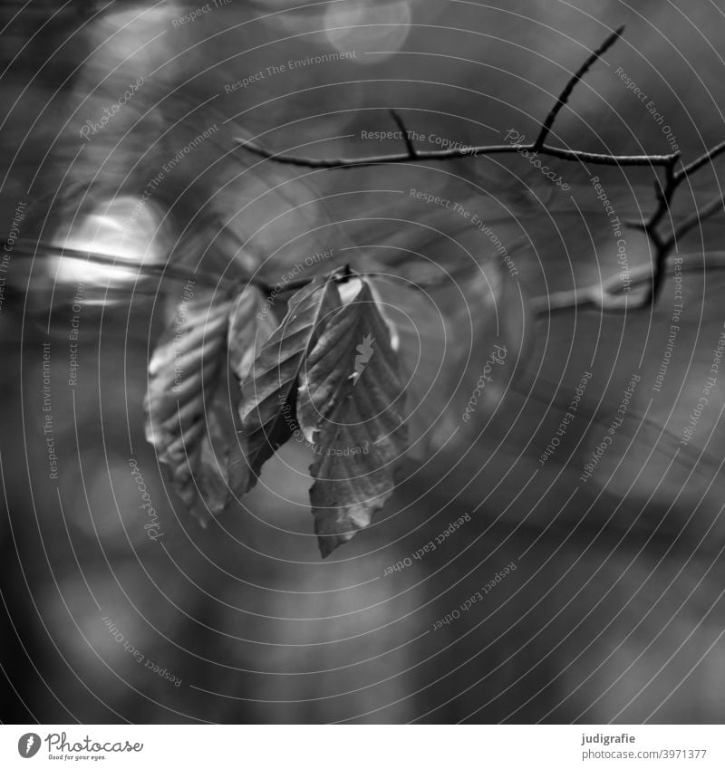 Beech in autumn Deciduous tree foliage leaves Beech tree Beech leaf Autumn Dry Autumn leaves Autumnal Twig Twigs and branches Light Point of light