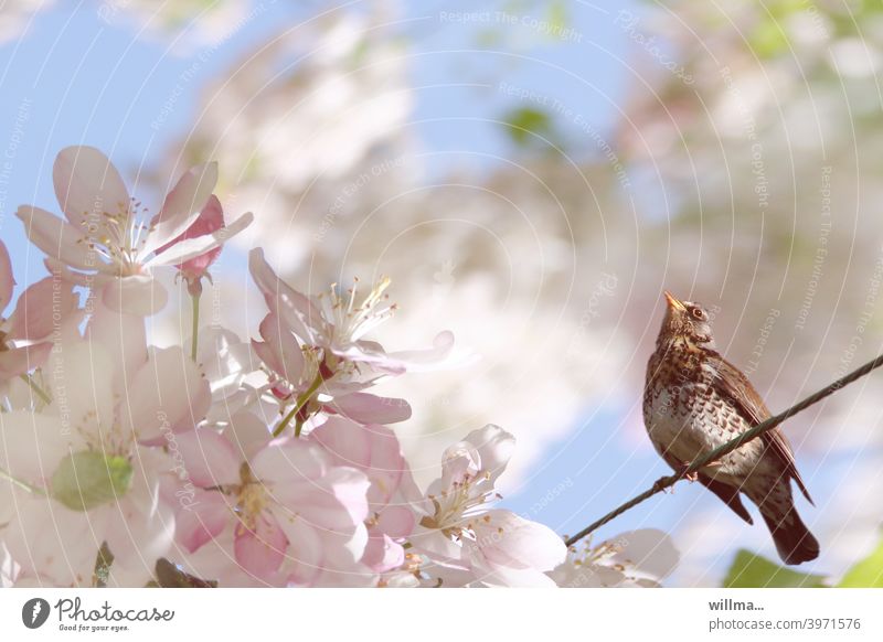 Juniper thrush in flowering frenzy Turdus Pilaris blossoms Spring Apple blossom blossom tree Blossoming Spring day Throstle Bird