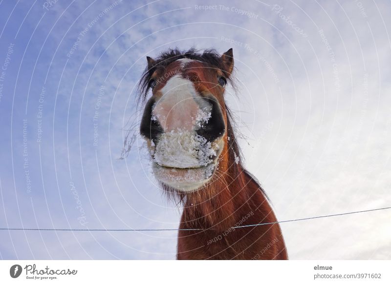 Portrait of a brown horse with white blaze and snow on the mouth from frog perspective in front of blue sky Horse Bay (horse) pale Muzzle Worm's-eye view