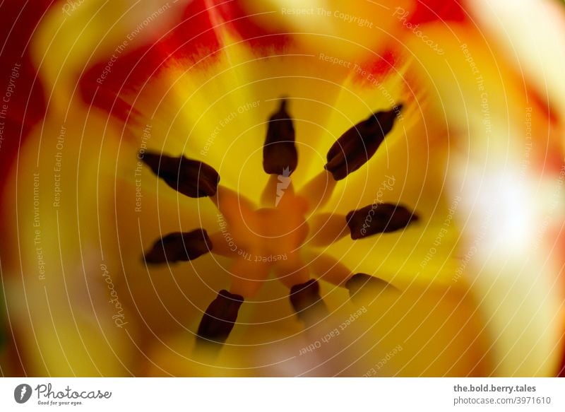 View in a tulip yellow-red Tulip Flower Blossom Red Yellow Plant Multicoloured Spring Colour photo Nature Day Blossoming Interior shot Fresh naturally Close-up