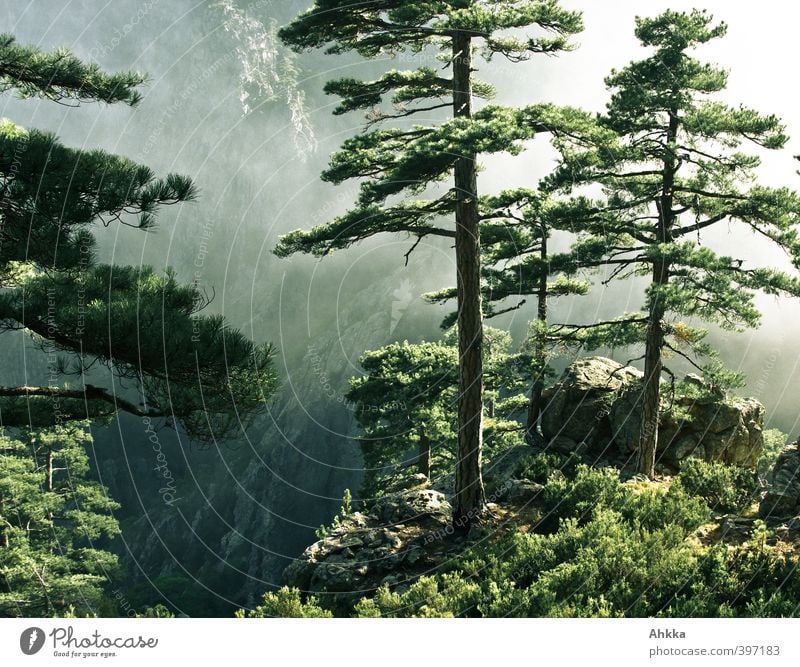 Depth, pines at the edge of a gorge in Corsica Life Calm Meditation Fragrance Vacation & Travel Adventure Far-off places Freedom Expedition Nature Landscape