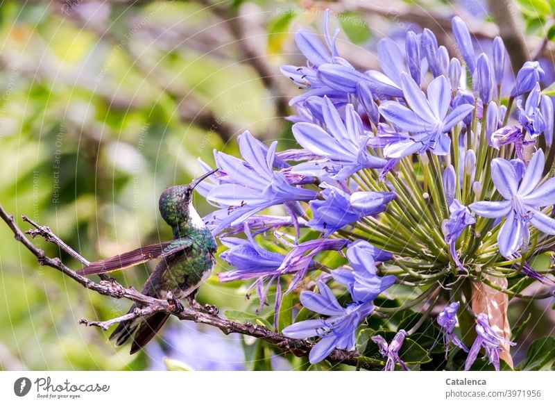 A comfortable hummingbird drinks the nectar of an agapanthus flower Nature flora fauna Bird Drinking Nectar Blossom Sit Branch Day daylight Summer Flower purple