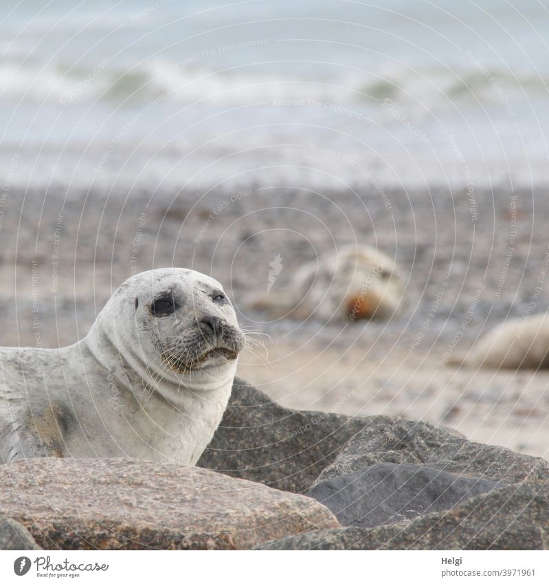 Seal on the dune of Helgoland Harbour seal Animal Mammal Wild animal duene Heligoland Dune Beach Ocean North Sea North Sea Islands Looking look Cute Environment