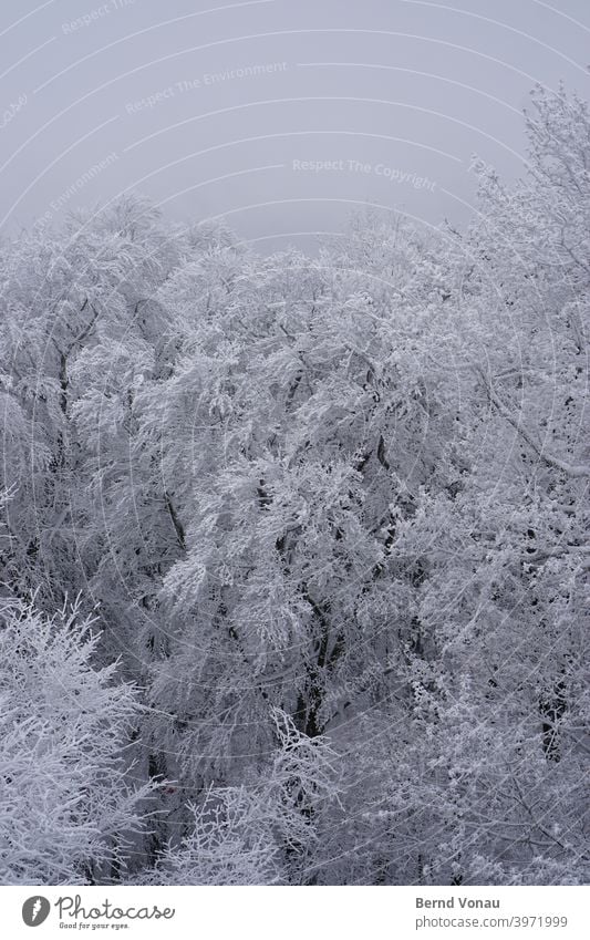 snow forest Forest Snow Winter Tree Cold Nature Frost Landscape Exterior shot White Environment Plant Weather Bad weather Copy Space top Climate Fog Sadness