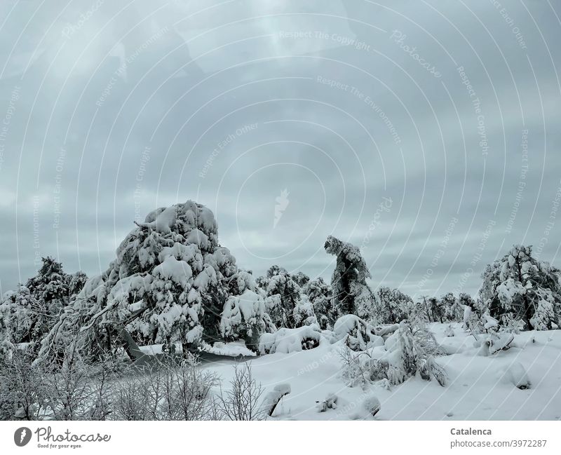 Trees carry heavier snow loads on this January morning snow-laden Season Plant Nature Landscape daylight Day chill Winter Snow Weather Bend To break (something)