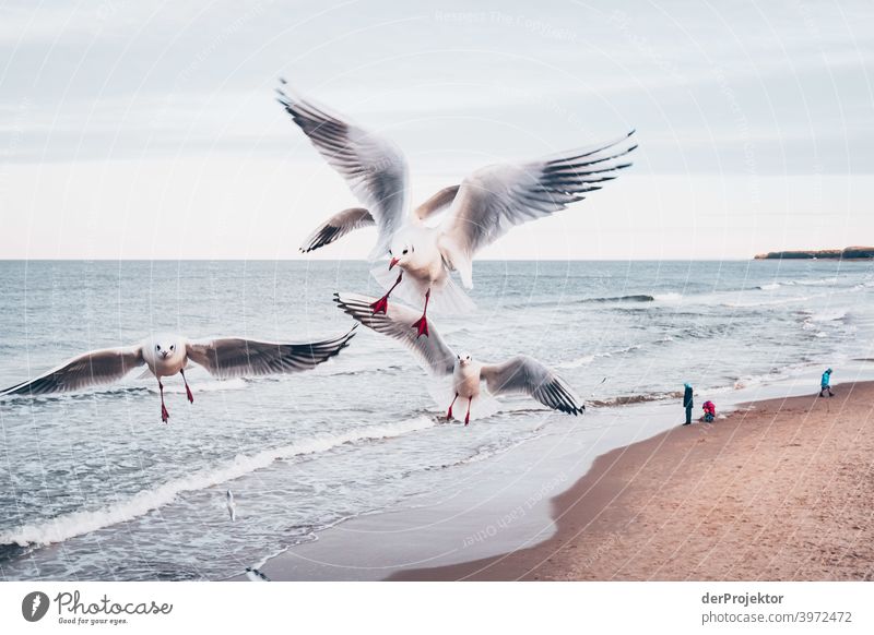 Seagulls on Usedom in winter Wide angle Panorama (View) Central perspective Long shot Deep depth of field Light (Natural Phenomenon) Contrast Shadow