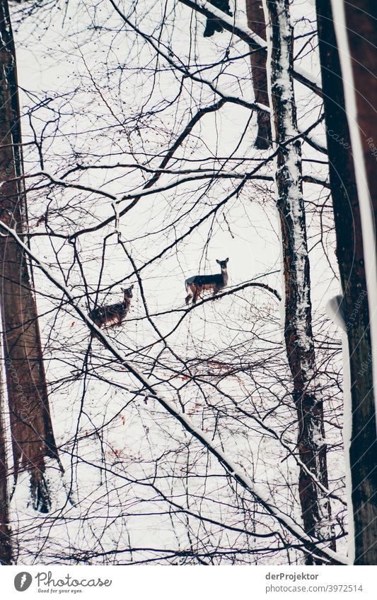 Forest on Rügen with deer after a snowstorm Panorama (View) Long shot Deep depth of field Shadow Light Copy Space middle Copy Space bottom Copy Space left