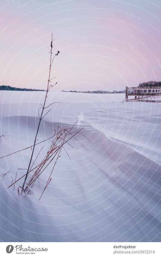 Willow with plant on Rügen after a snowstorm Panorama (View) Long shot Deep depth of field Shadow Light Copy Space middle Copy Space bottom Copy Space left