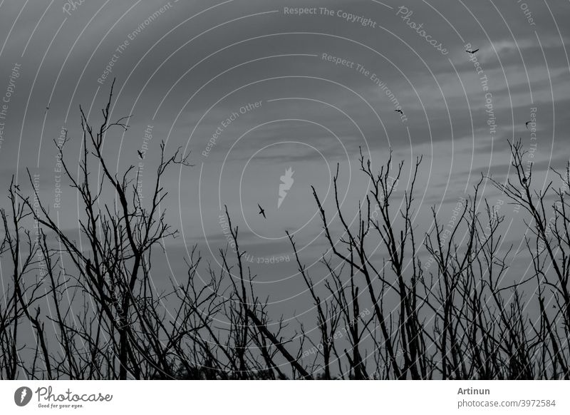 Silhouette dead tree and birds flying on dark dramatic grey sky and clouds background for death and peace. Halloween day background. Despair and hopeless concept. Leafless branches of dead tree.