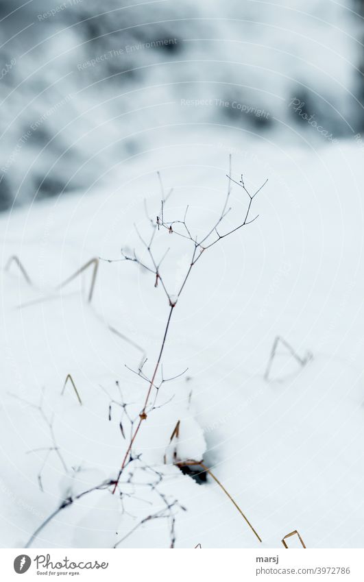 dead | this herb still makes a ghostly good figure Delicate Abstract Bizarre Esthetic Nature Frost Frozen Authentic Cold Fantastic naturally Purity Whimsical