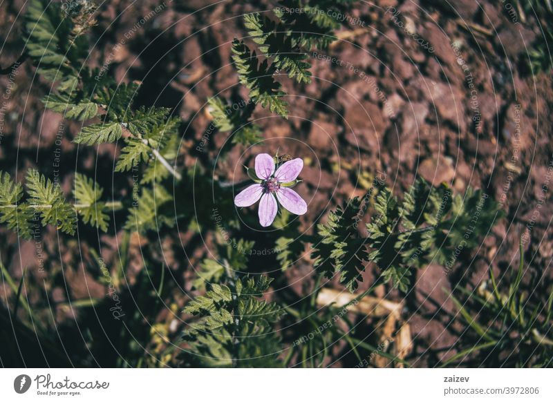 small lilac erodium flower on the ground Erodium cicutarium horizontal colour copy-space vitality sticky magenta mauve vivid growth weed isolated violet needle