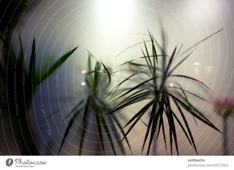 Plants behind frosted glass Branch Tree Deserted Nature Lawn trunk shrub Copy Space Depth of field Pot plant Houseplant Office room Room Slice Glass