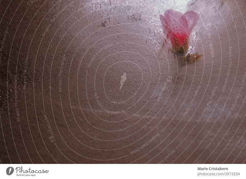 Close up of flowers trapped in thawing ice during the early Spring season flowers in ice spring theme season change climate freeze winter flowers and ice