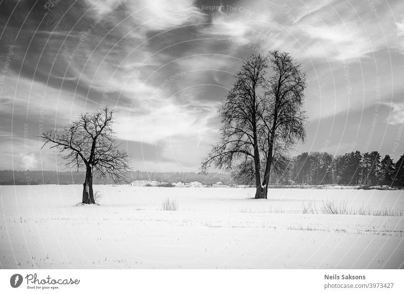 tree family hibernating in winter under dramatic cloudy sky winter solstice winter landscape abstract alone beautiful beauty clouds cold dusk frost frozen