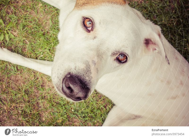 dog Dog Pet Animal Animal portrait Looking Animal face Looking into the camera Pelt Close-up Cute Eyes Nose Ear Snout White Brown reflection