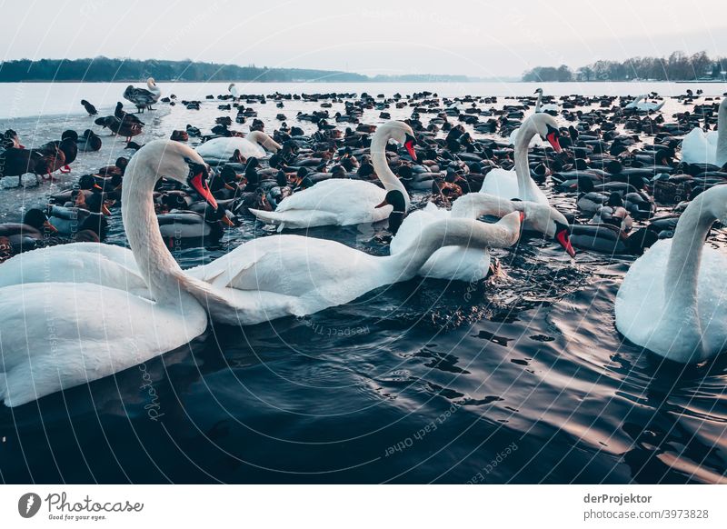 Swans and ducks in the wintry lake in Neuruppin Brandenburg Nature Environment Experiencing nature Exterior shot To go for a walk Copy Space right