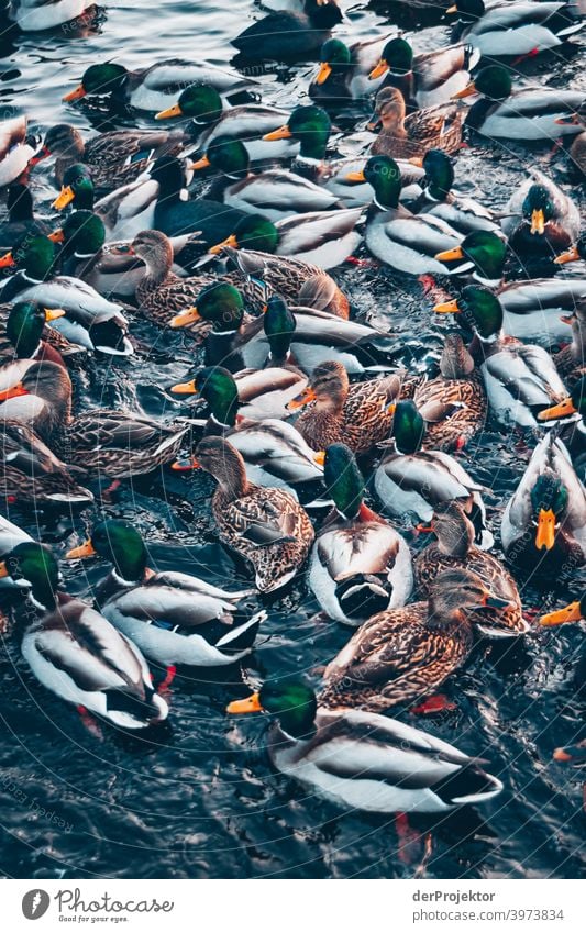 Ducks in the wintry lake in Neuruppin Brandenburg Nature Environment Experiencing nature Exterior shot To go for a walk Copy Space right Copy Space bottom