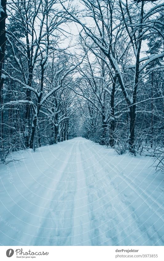 Winter at the Wannsee: Way to the Wannseebad Winter mood Winter vacation Esthetic Snow Exceptional Copy Space middle Sunlight Copy Space bottom Copy Space top