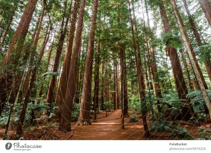 #AS# RedWood jungles Forest Fern Fern leaf Nature Green Plant Colour photo Leaf Environment Wild plant Close-up Exterior shot trees Adventure Adventurer Hiking