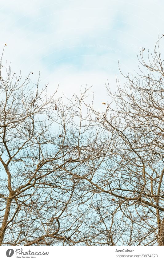 A minimalistic shot of a tree over a bright background with copy space and relaxing vibes rays fingers elements ladies curve border framing crown flare majestic