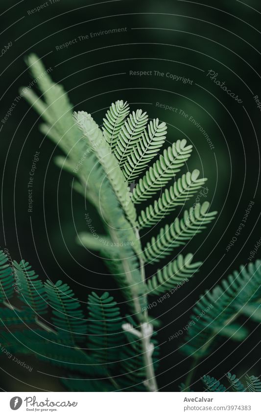 A green plant in close up with super texture and dark background, and copy space, relaxing scene plants colours copy-space backgrounds minimalistic growth