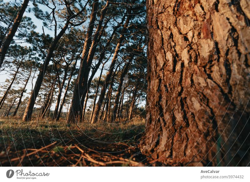 A wide angle shot of a forest with tall trees during the sunset with a green grass and hard shadows crown perspective up below growth high light horizontal