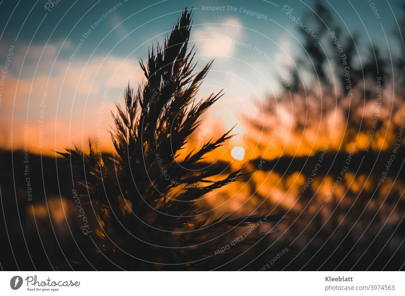 The setting sun creates an orange-red fire magic - in the foreground a flowering reed grass as silhouette Setting sun, Magnificent play of colours Sunset