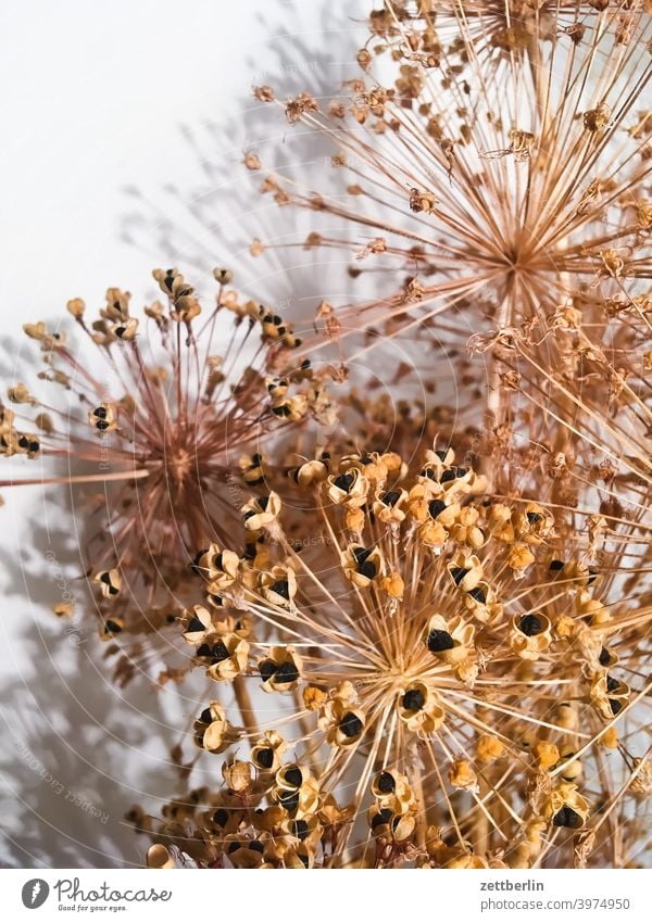 umbel Blossom inflorescence Dried flower Paper Daisy Sámen Seed capsule Stars star-shaped asperagus leek Onion decoration Nature Plant