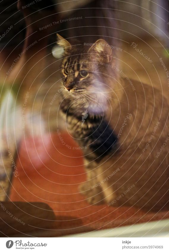 My cat sits outside the porch door... Colour photo Exterior shot Deserted animal portrait Cat hangover Pet tame Domestic cat Animal portrait Cuddly Cute