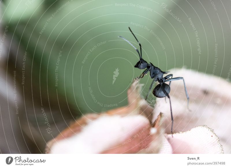 The Ant Animal 1 Work and employment Observe Walking Looking Exceptional Fantastic Small Loneliness Colour photo Close-up Macro (Extreme close-up)