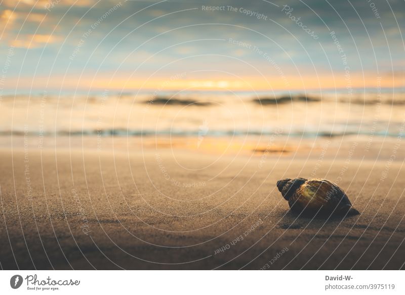 Shell lying on the beach - holiday mood at sunset vacation Ocean Beach Vacation mood Sunset tranquillity Detail Mussel Gorgeous Experiencing nature