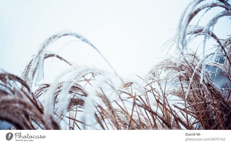 Frost and cold - plants in winter Winter chill Hoar frost Nature Ice icily Weather Winter's day Frozen