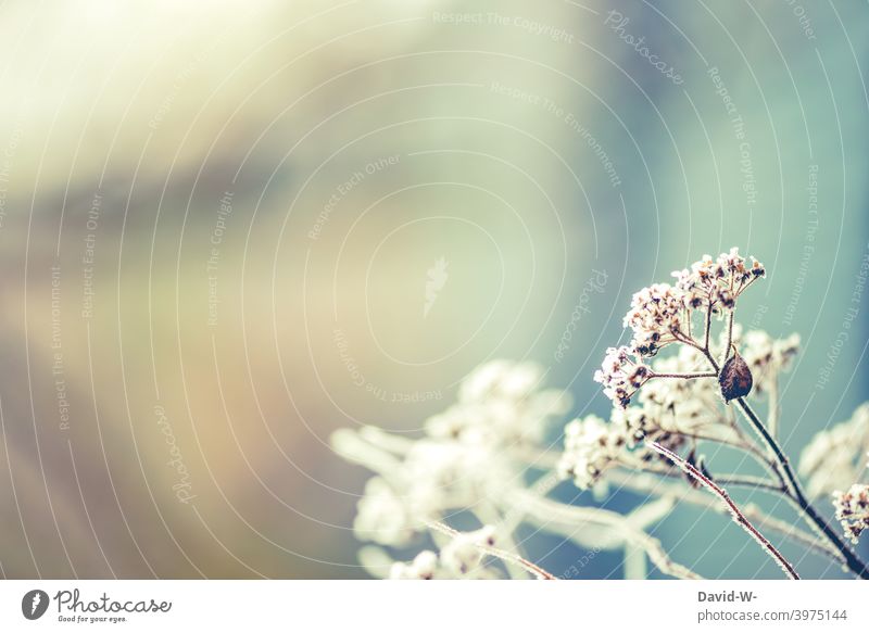 frosty - plants covered with hoarfrost in winter Cold Frost Hoar frost Winter chill Art Ice crystal Frozen Freeze White