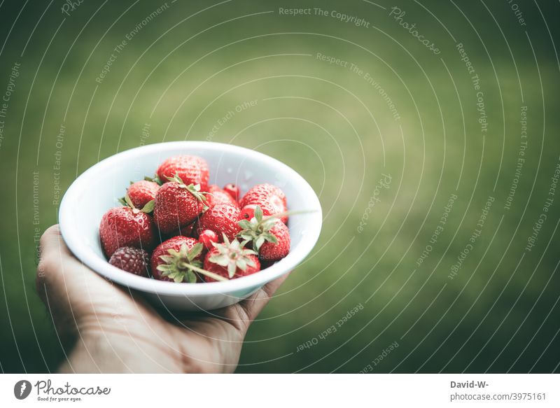 fresh strawberries in a bowl Strawberry fruit shell Hand Summer Fresh Delicious salubriously Juicy Red Fruit Healthy Eating Fruity