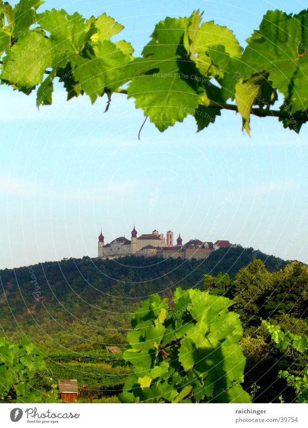 foundation göttweig Bunch of grapes Wine growing Vine Hill Federal State of Lower Austria Historic divine branch Monastery Benedictine Mountain Landscape