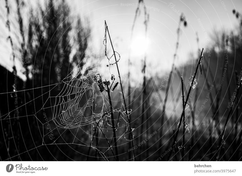 Network Sky Leaf Bushes Plant Tree Contrast Sun Landscape Environment Exterior shot Idyll tranquillity Spider's web Nature Sunlight Sunrise Meadow Garden