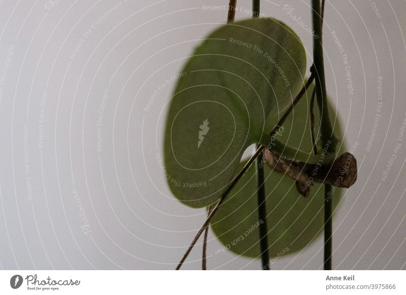 Macro image of a leaf of a hanging plant. macro Nature Green Macro (Extreme close-up) Colour photo Plant Deserted Detail Shallow depth of field Leaf blurriness