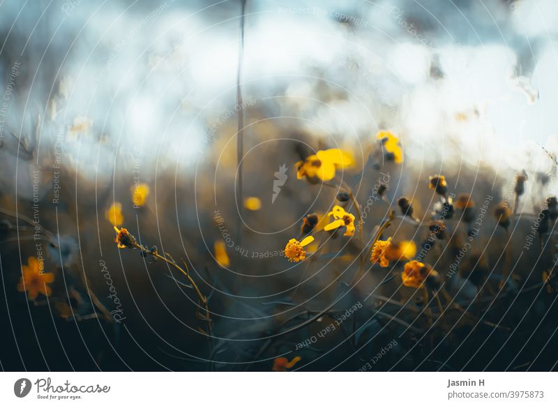 Field and meadow Meadow flowers Yellow Nature Plant Flower Blossom Colour photo naturally Close-up Exterior shot Floral