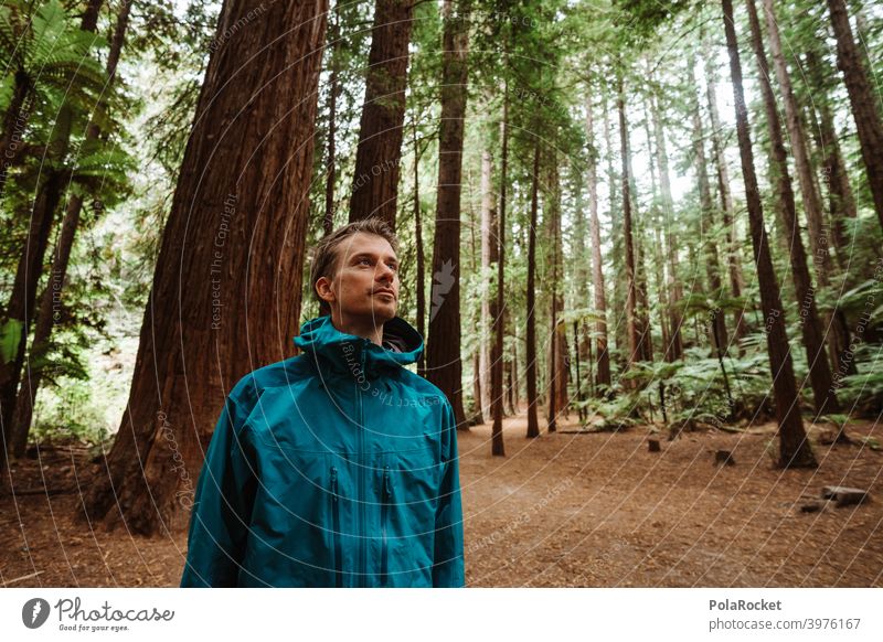 #AS# Be a treelover Tree Hiking Redwoods nationalpark Landscape Forest Environment Woodground Blue breathe deeply on one's own Green Plant Light