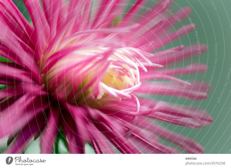 Pink dahlia opens against green background Blossom Flower Plant Blossoming Summer Close-up petals dahlia blossom xenias