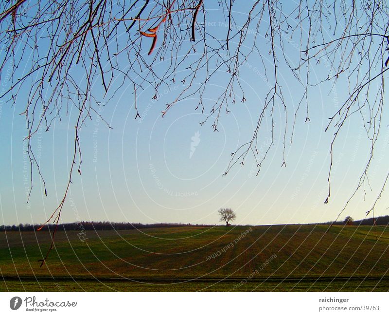 lonely tree Tree Loneliness Meadow Field Twig Sky Far-off places