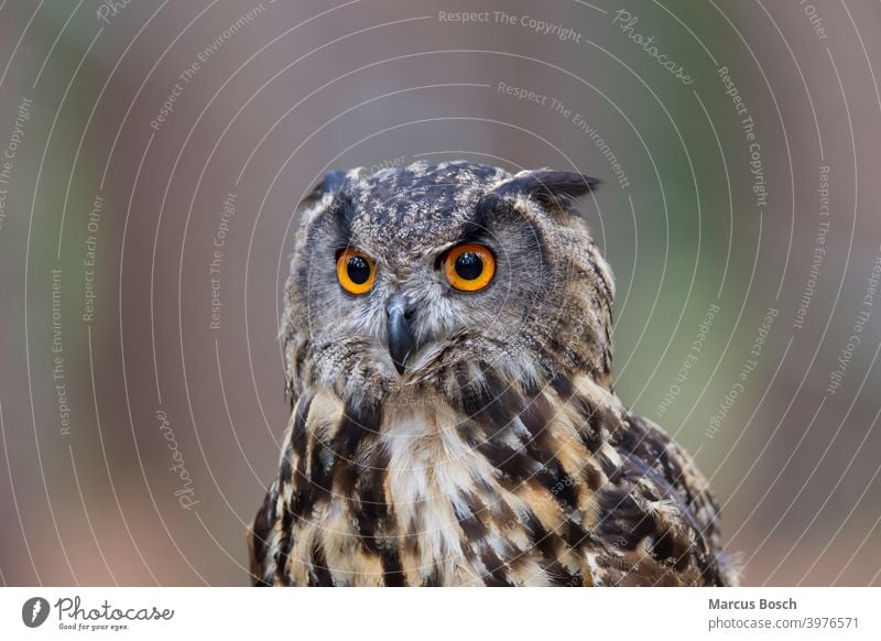 Uhu, Bubo bubo,  Eurasian Eagle Owl Eulen Eurasian Eagle-Owl Eye Greifvoegel Kopf Portrait Voegel Wald augen blick blicken bubo bubo ears eyes feather ears