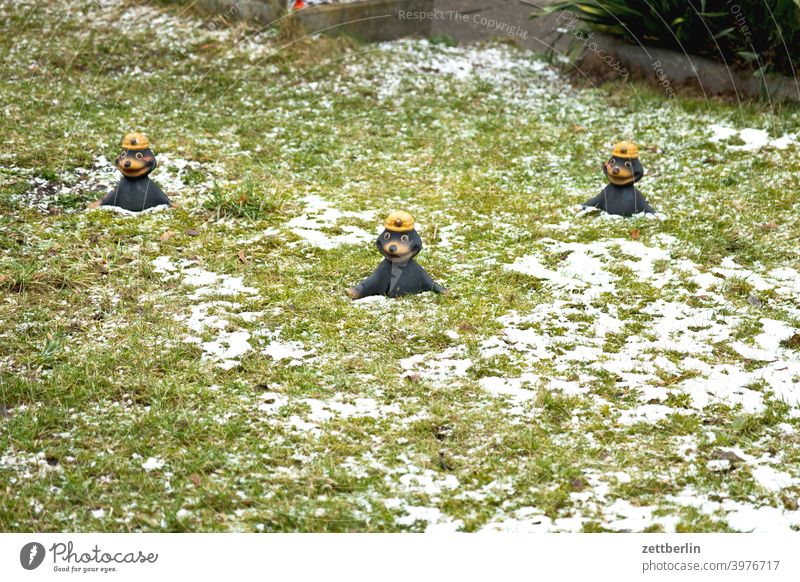 Three moles after the winter Relaxation holidays Garden Grass Cold allotment Garden allotments Deserted Nature Virgin snow Plant Lawn tranquillity Snow