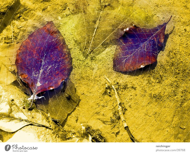 Leaves in the brook Leaf Brook Dazzling Water River Sand Float in the water